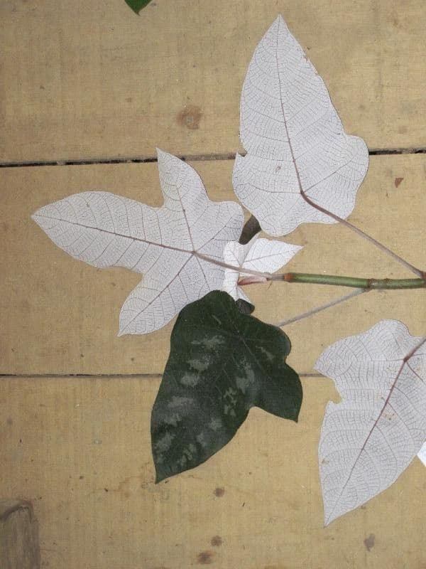 Cecropia 7