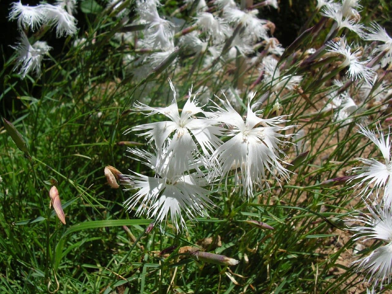 Garofano