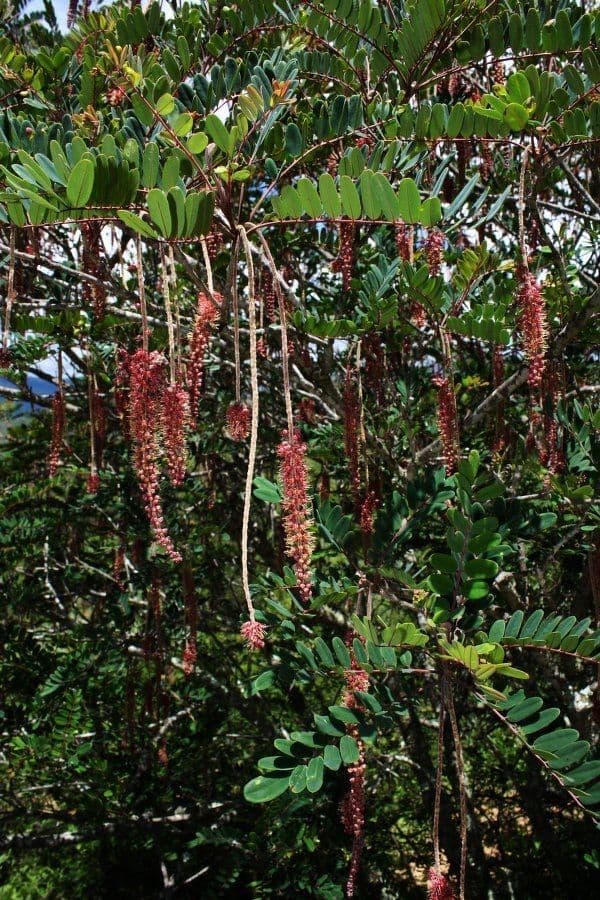 Amorphoides Alvaradoa 10