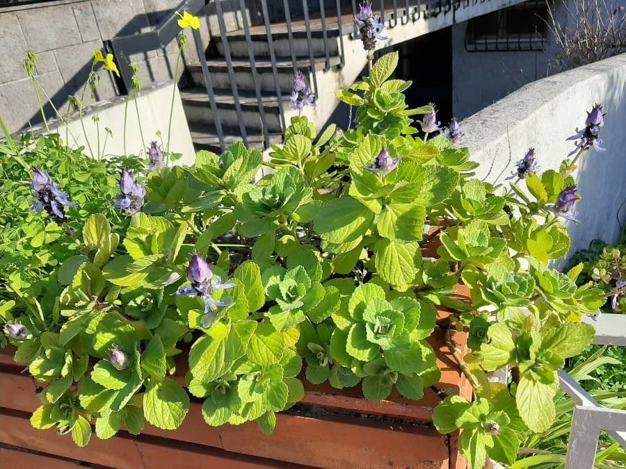 Plectranthus ornato 7