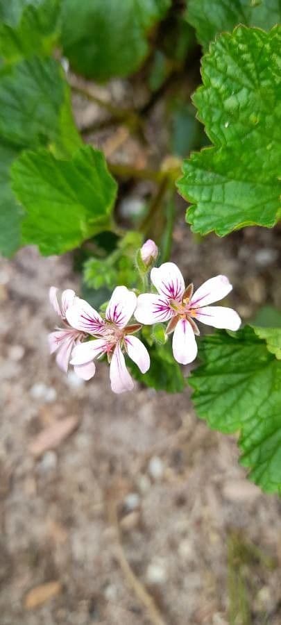 Pelargonium inodorum