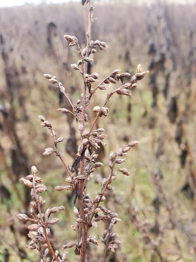 Field sagewort 3