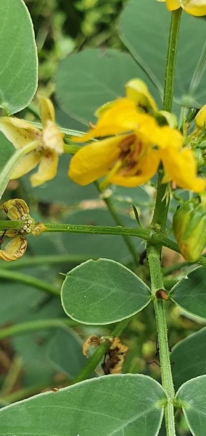 American sicklepod 8