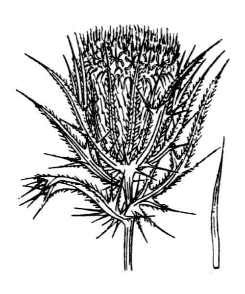 Cardo feroce 25