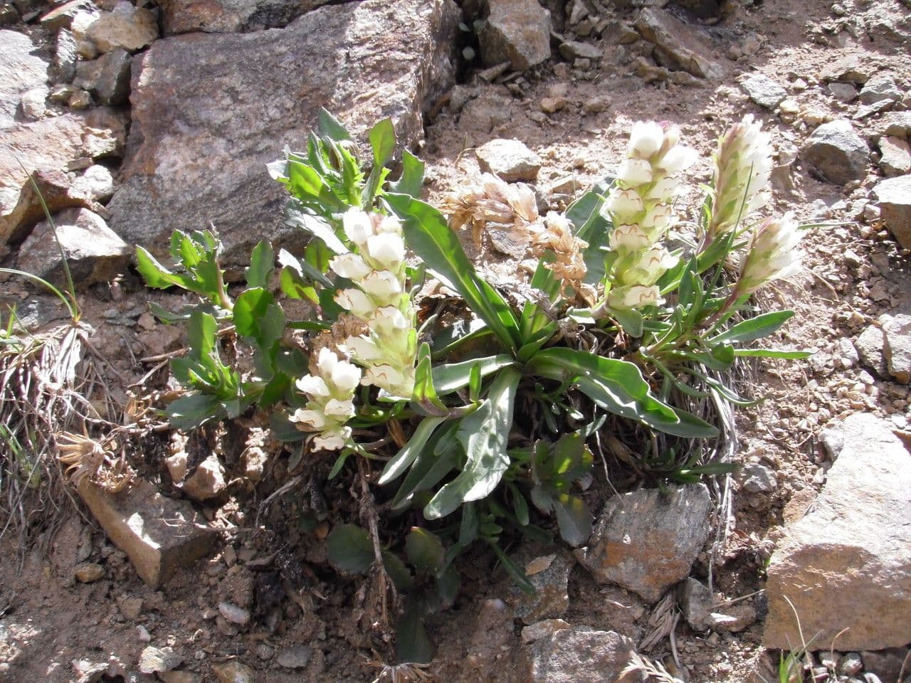 Chionophila