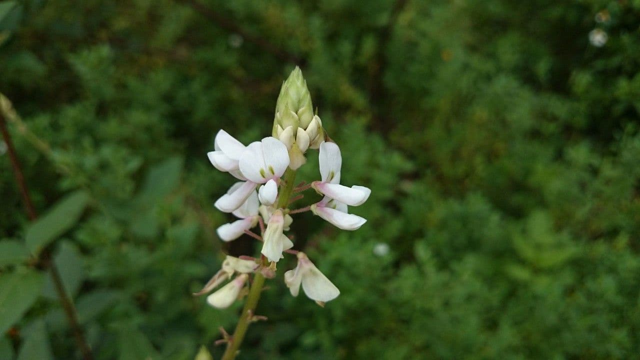 Desmodium di Lindheimer