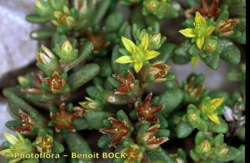 Sedum litorale 21