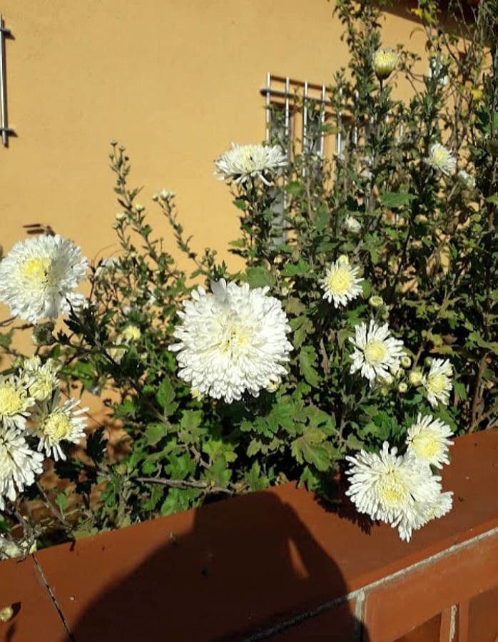 Callistephus chinensis 15
