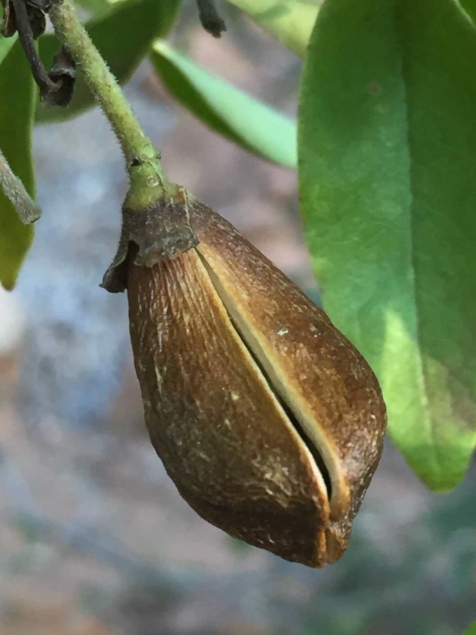 Schrebera alata 4