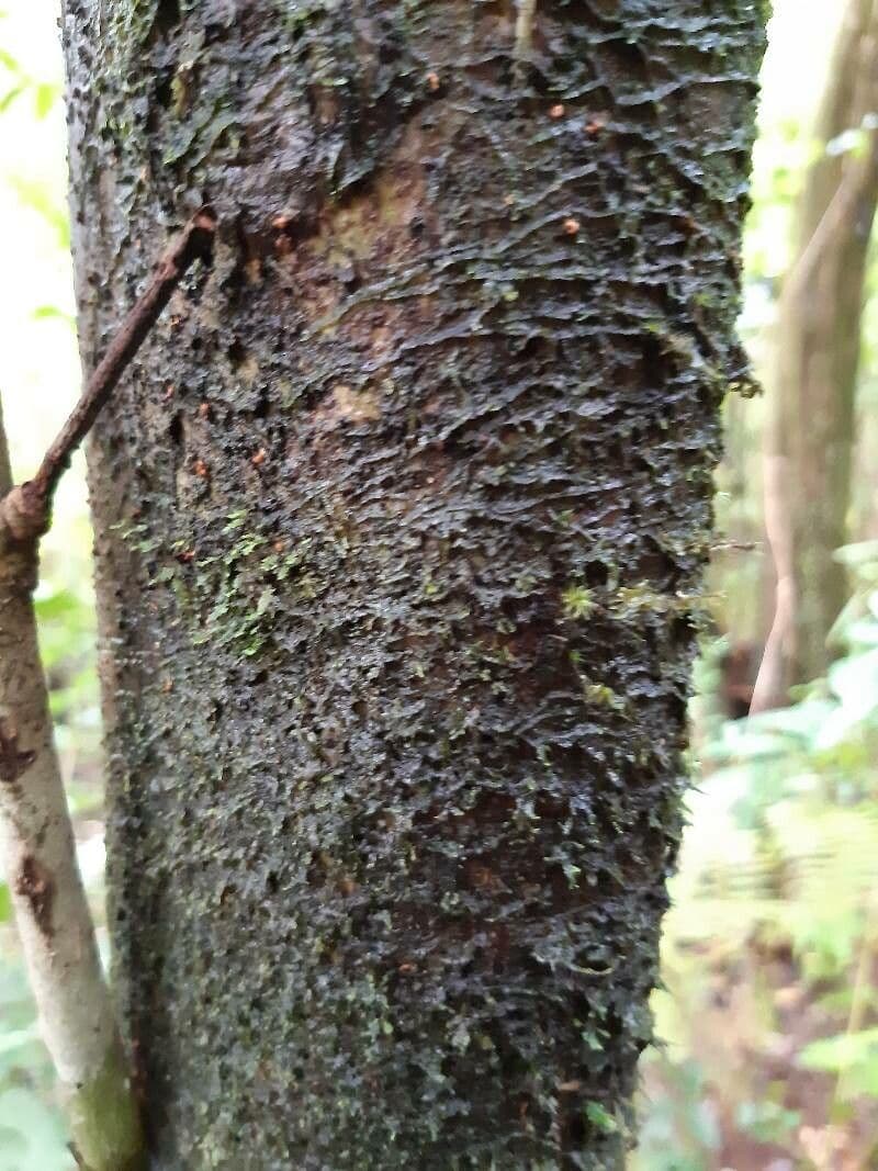 Synsepalum 23