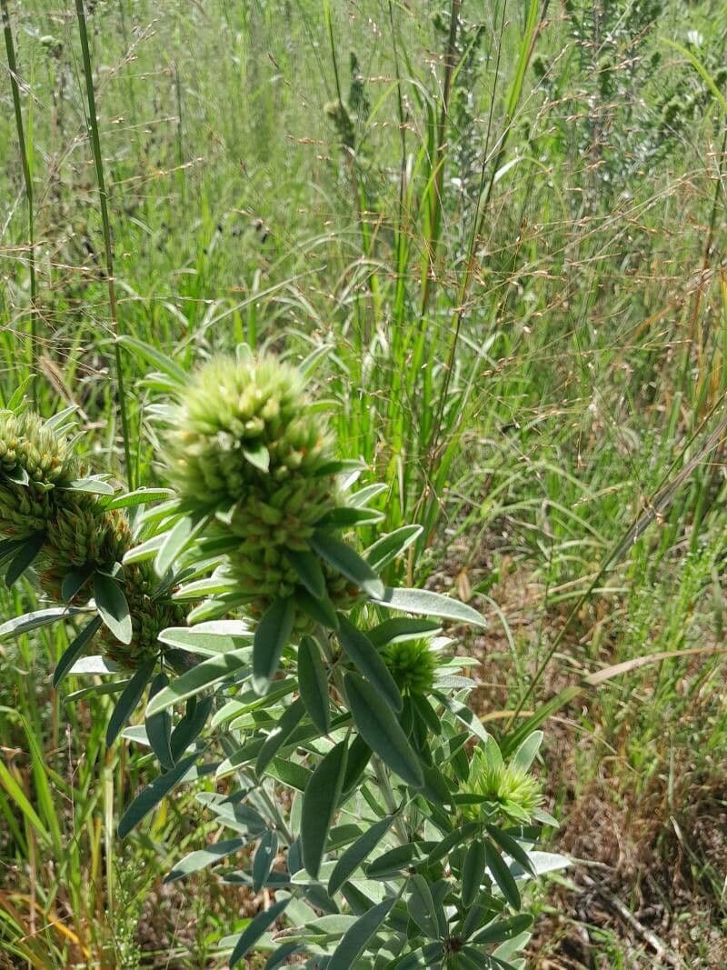 Lespedeza capitata 8