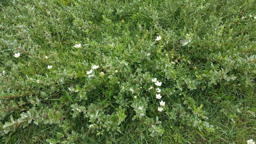 Parnassia 11