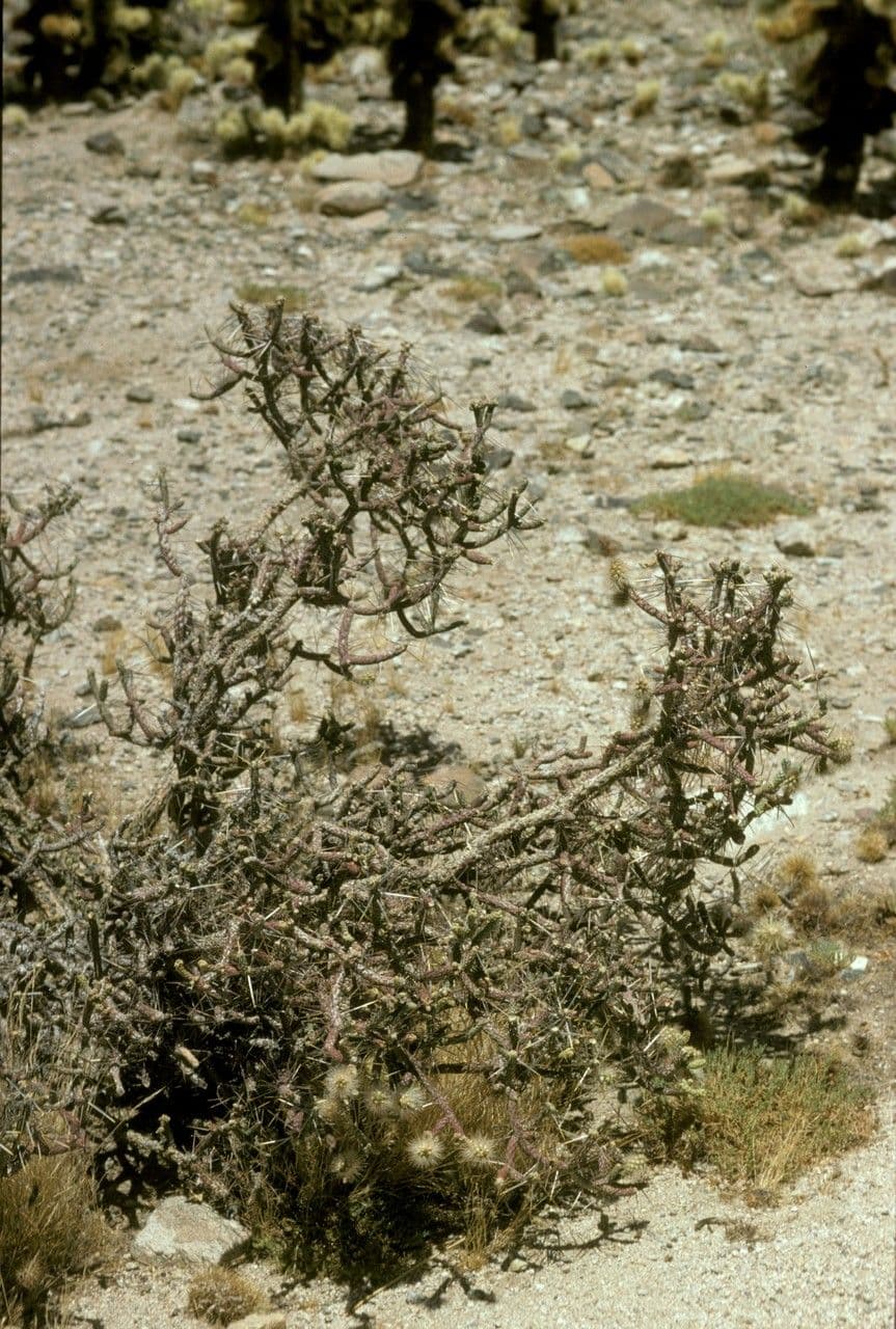 Cylindropuntia ramosissima 3