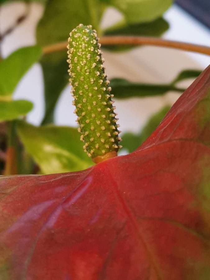 Antúria andreanum 3