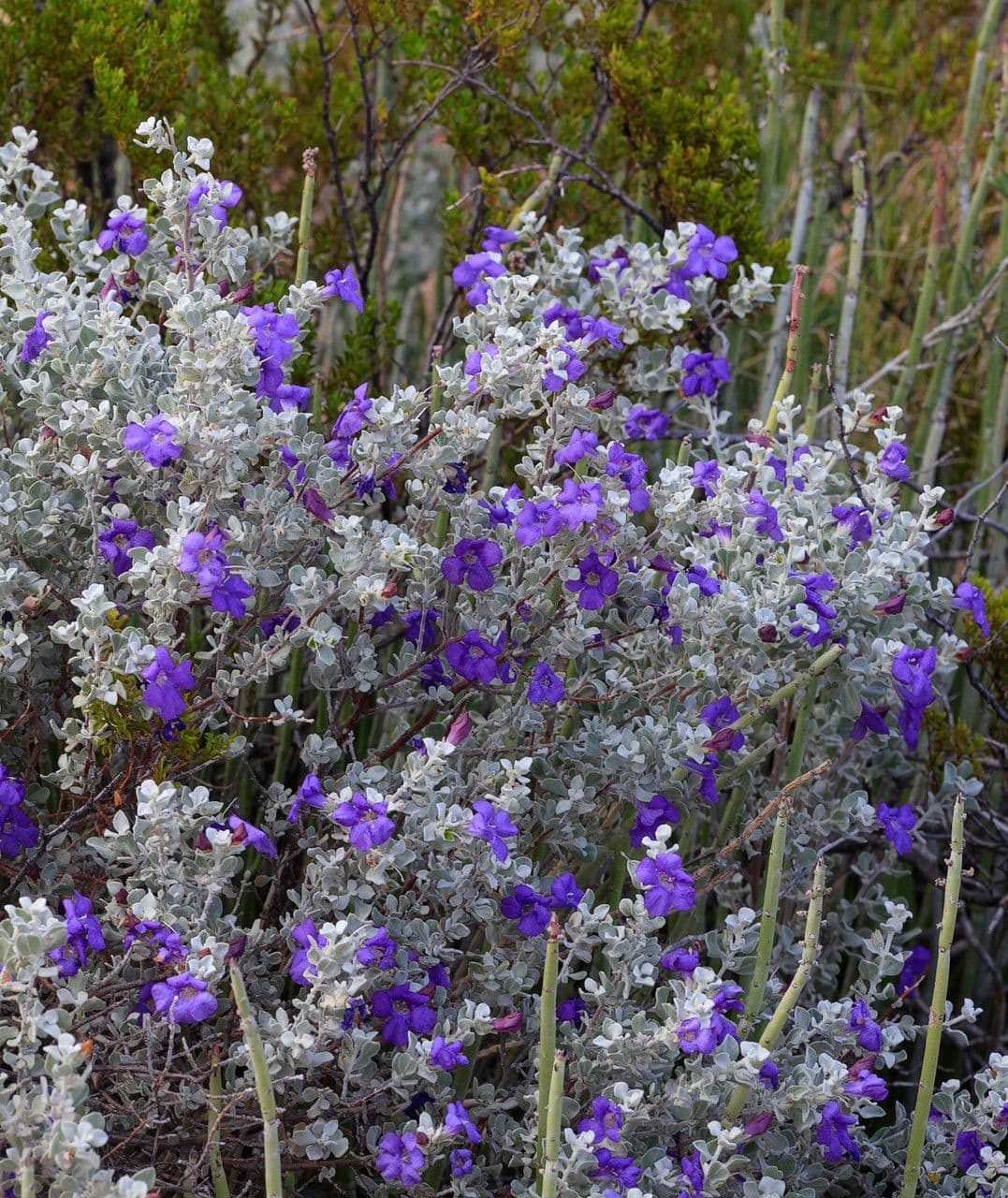 Leucophyllum candidum 9