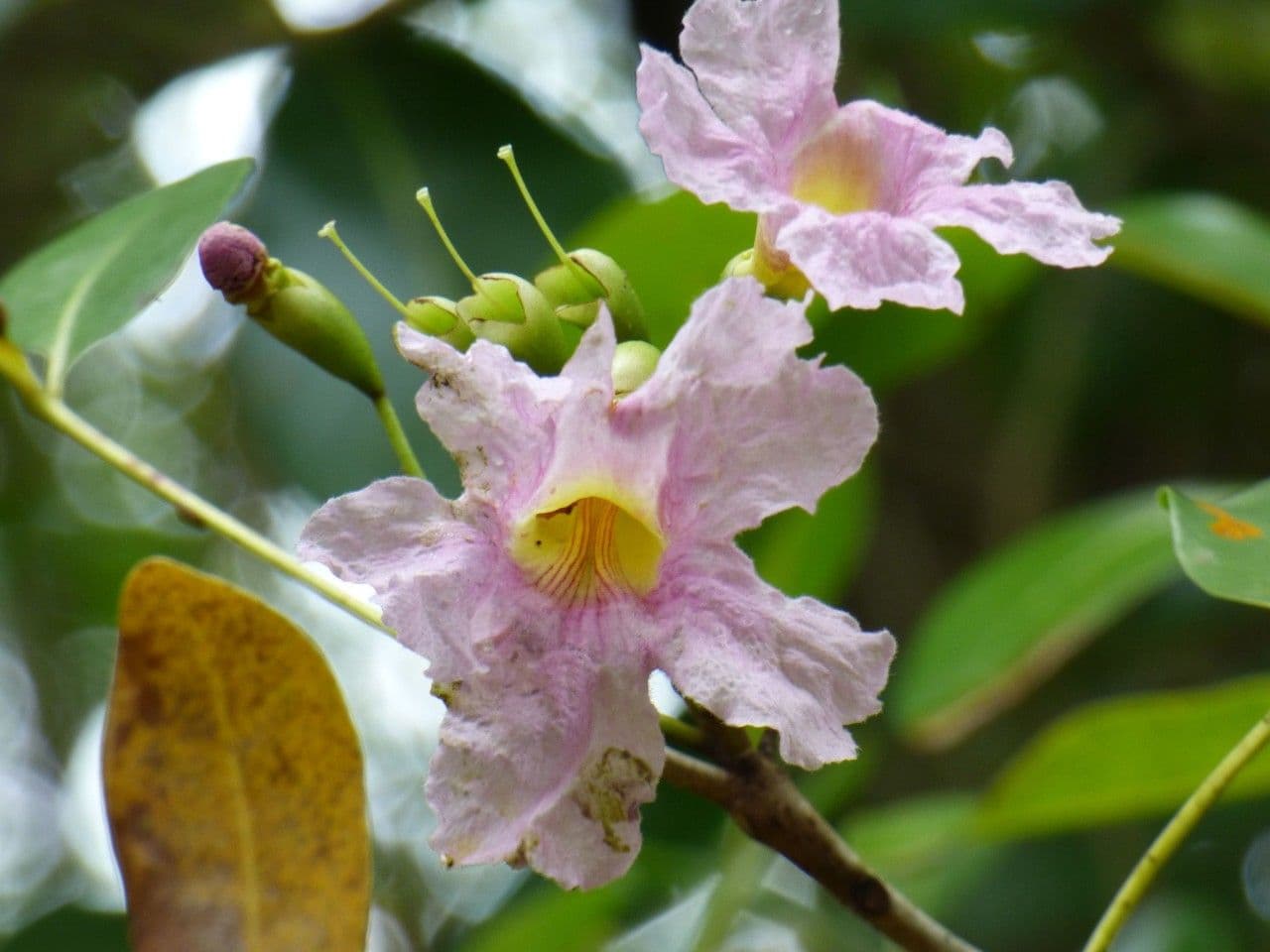 Tabebuia bledá 9