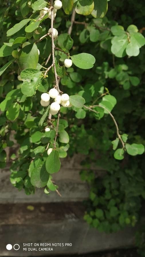 Fluggea spinosa 2