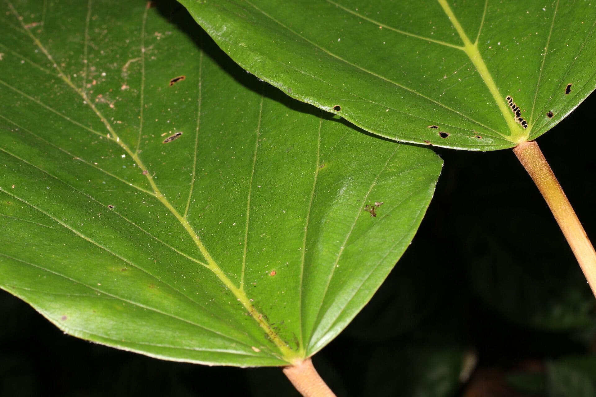 Coussapoa villosa 7