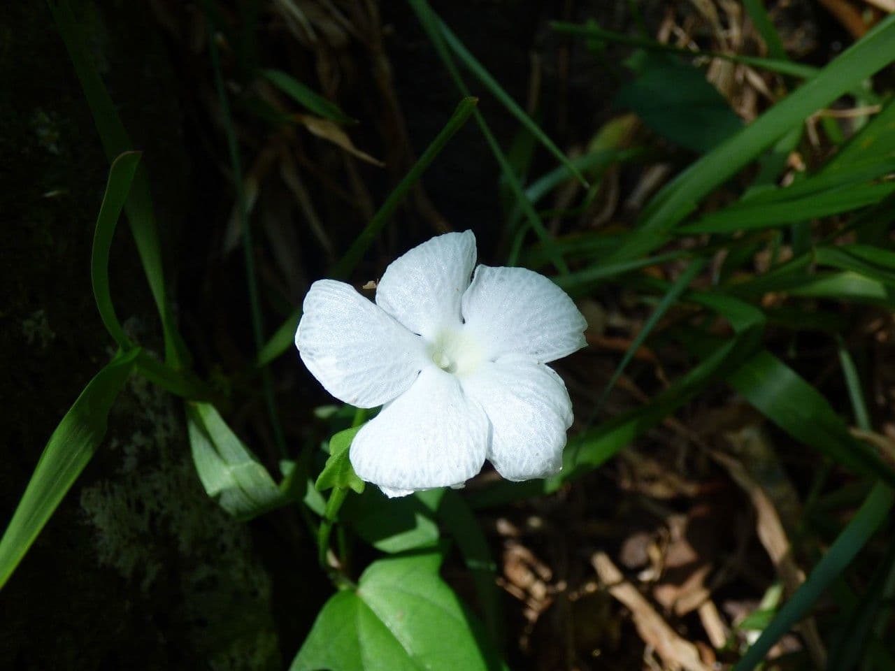 Thunbergia 4