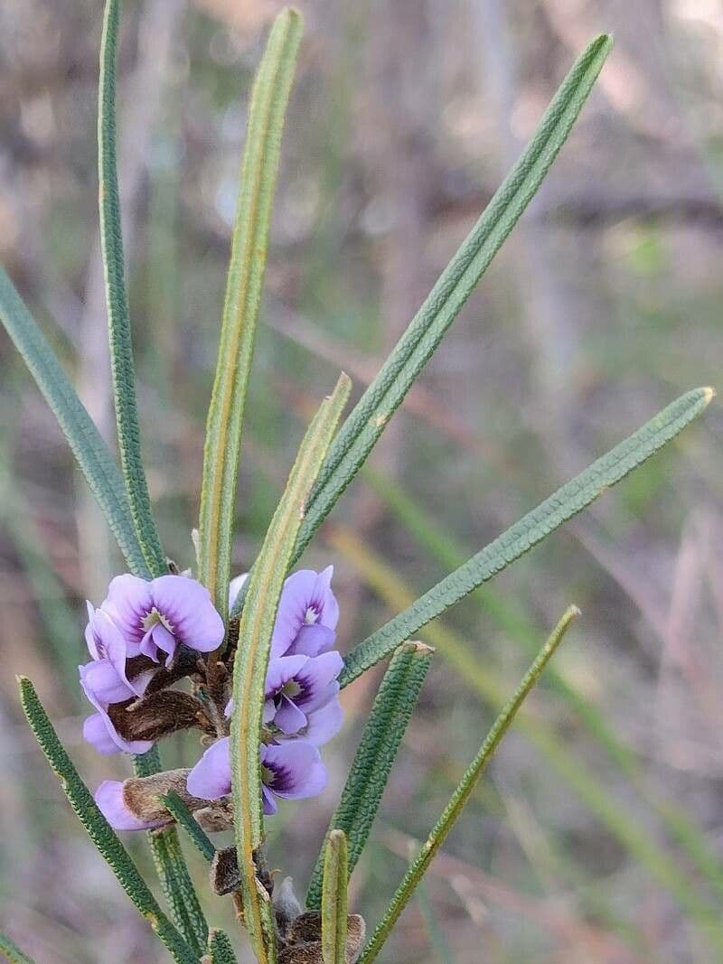 Hovea 4