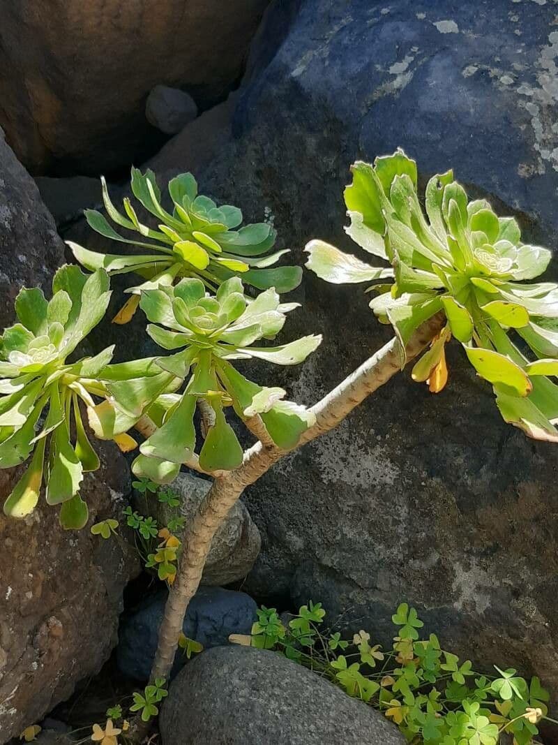 Aeonium ondulato 17