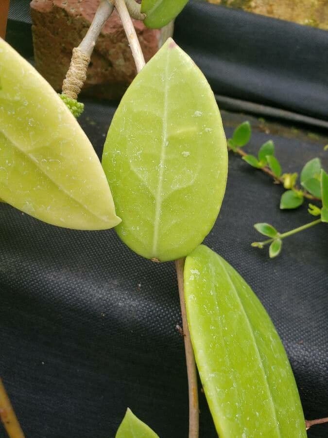 Hoya