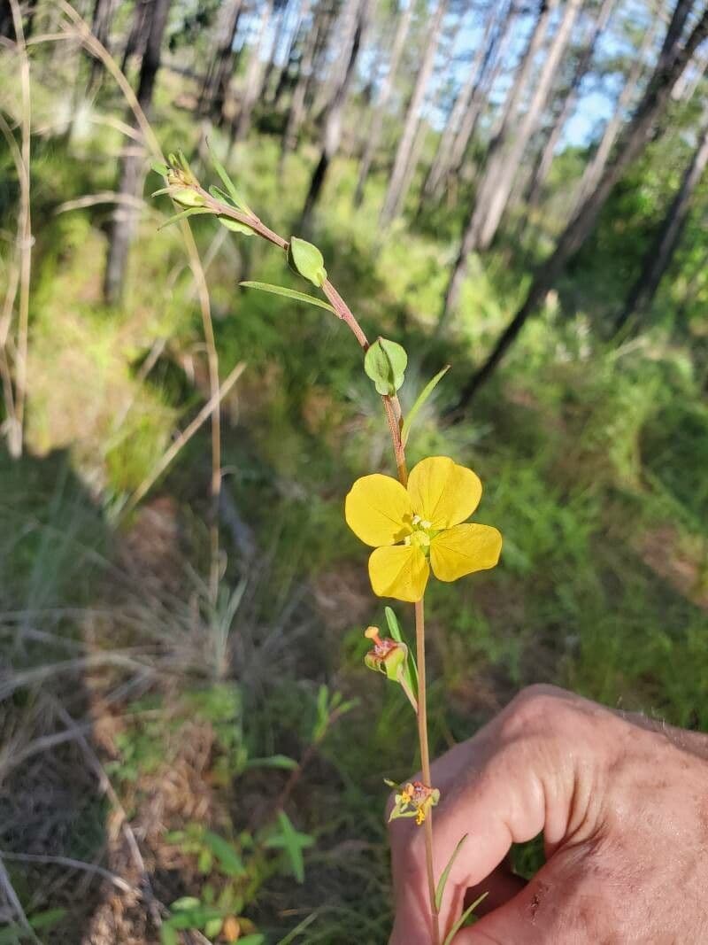 Ludvigia marittima