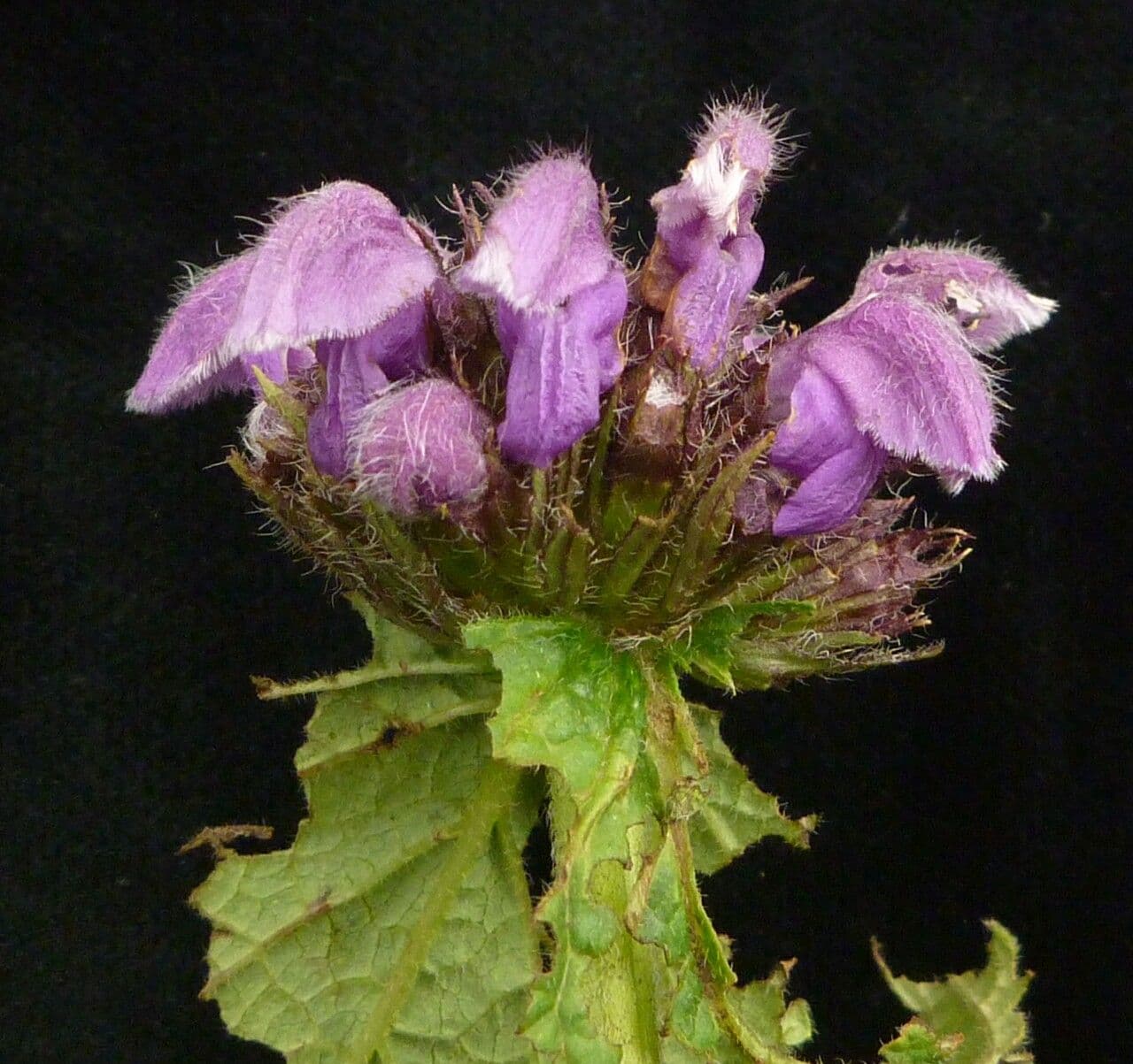 Phlomoides bracteosa