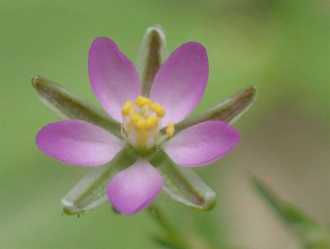 Spergularia comune 8