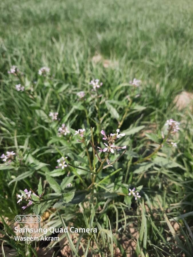 Cleome