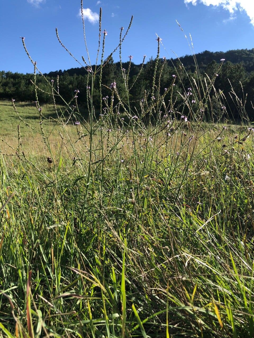 Verbena comune 11