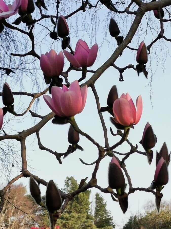 Magnolia di Campbell 9