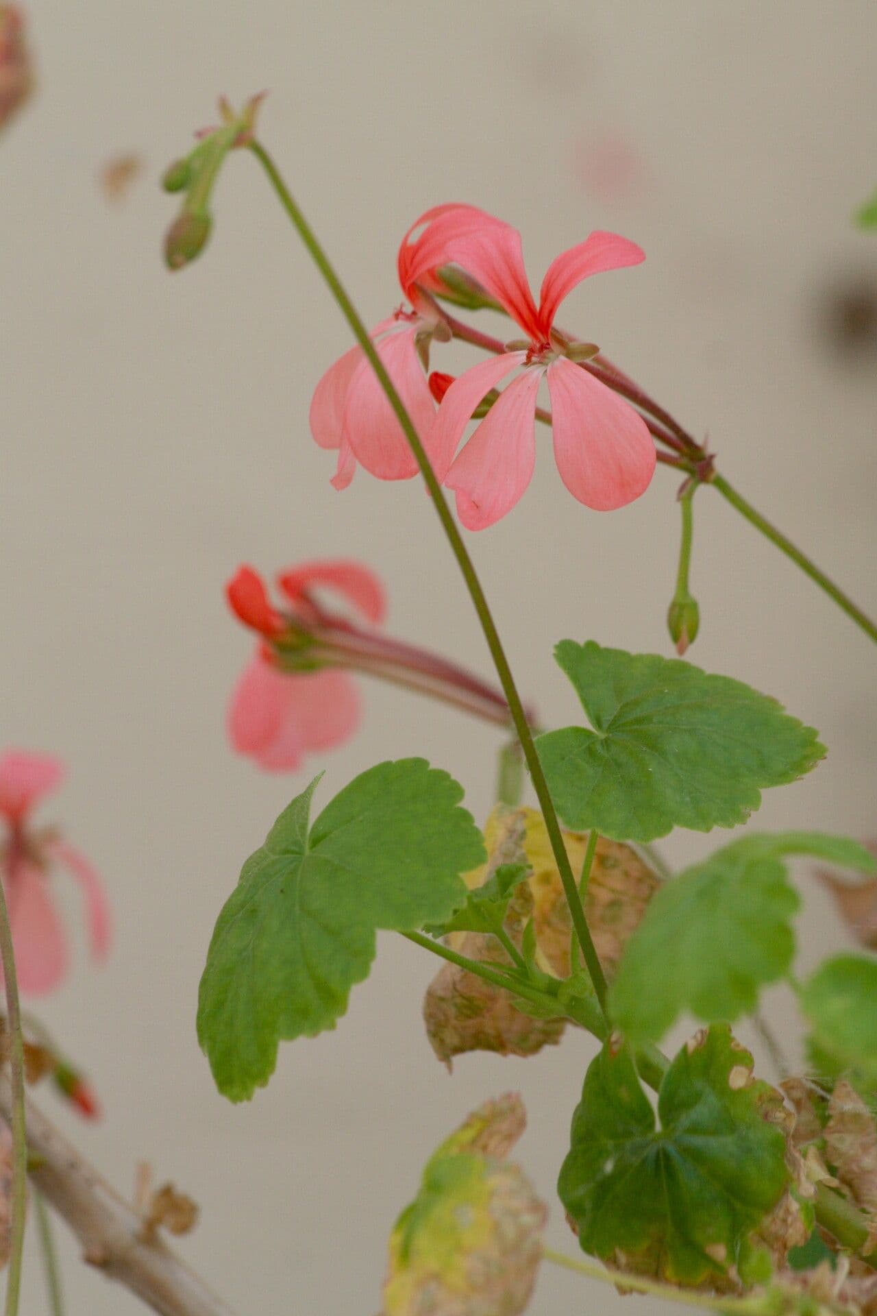 Geranium