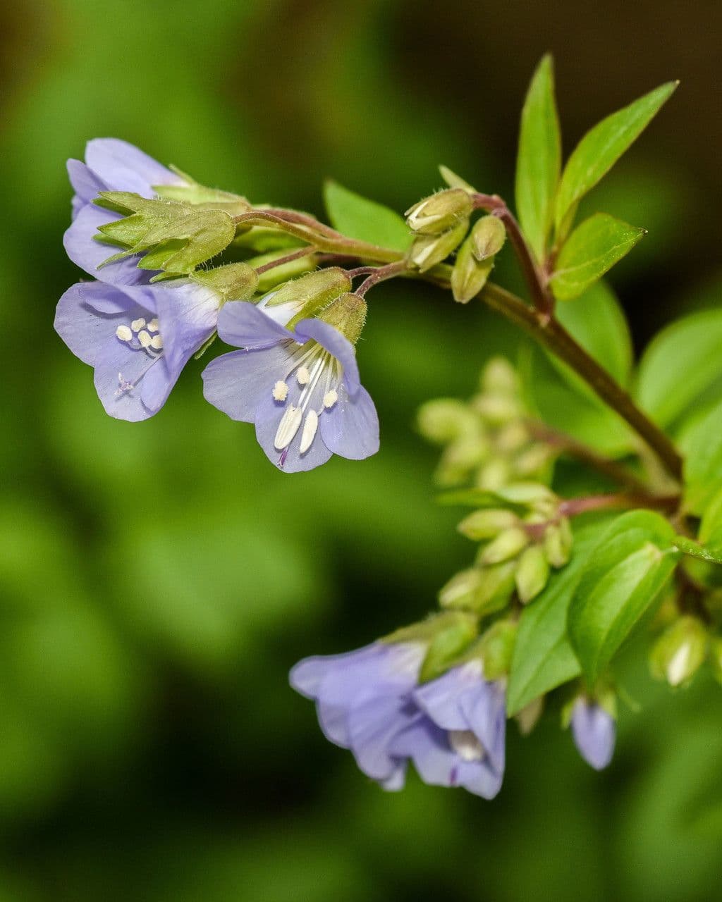 Polemonium reptans 2