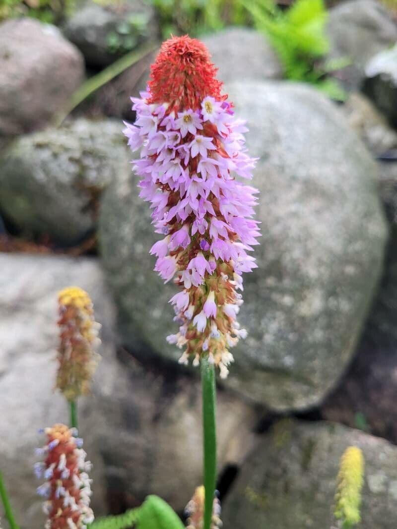 Primula 5