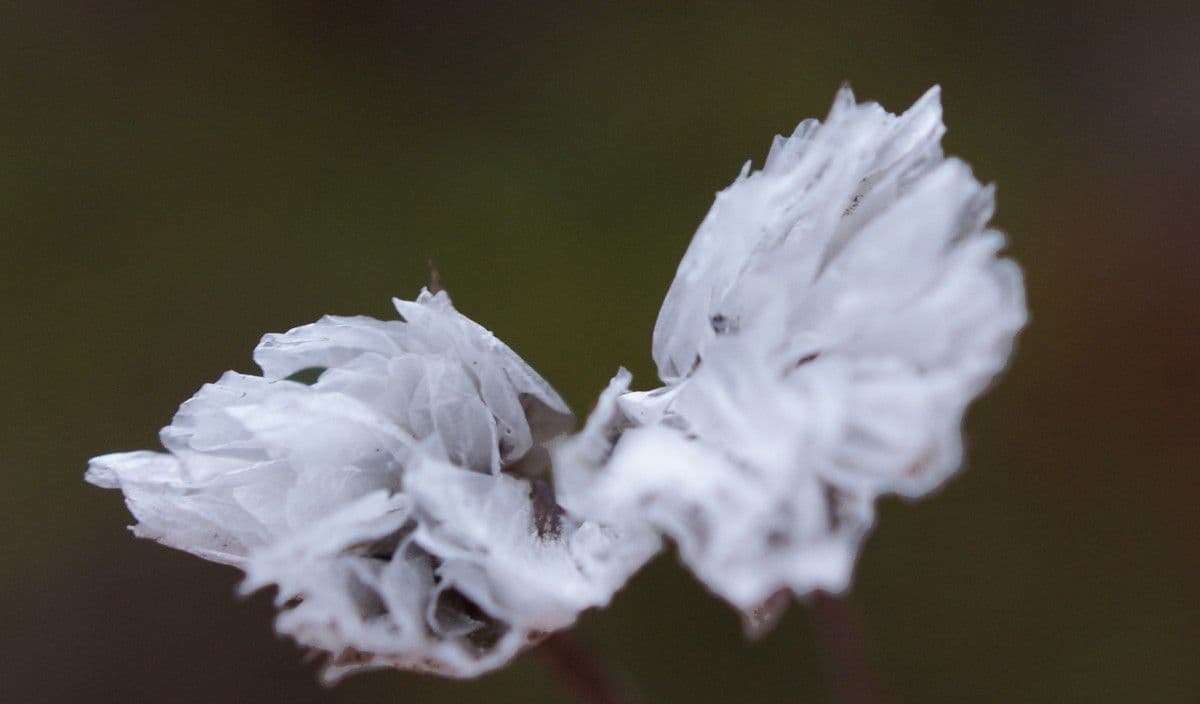 Armeria