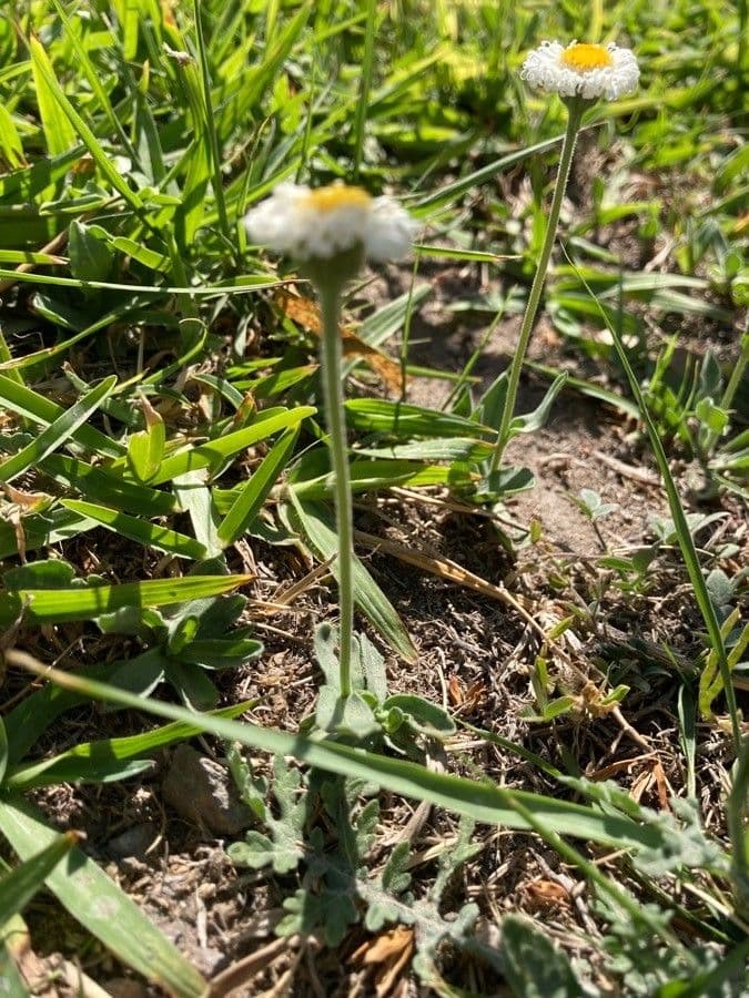 Fleabane srstnatý 2