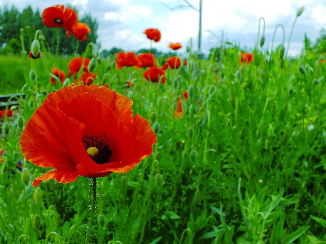 Sand-Mohn 30