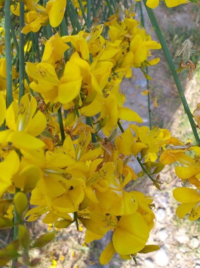 Ginestra odorosa 8
