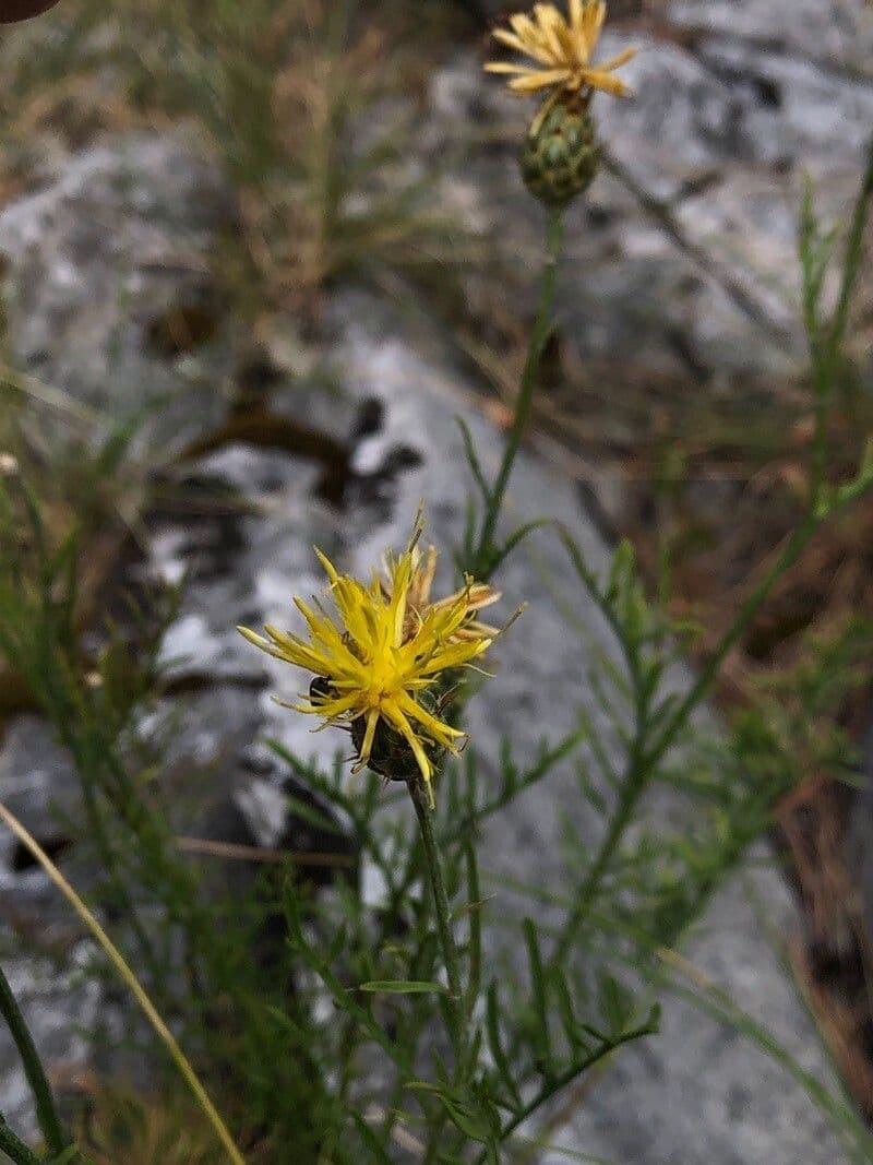 Felsen-Kornblume 3