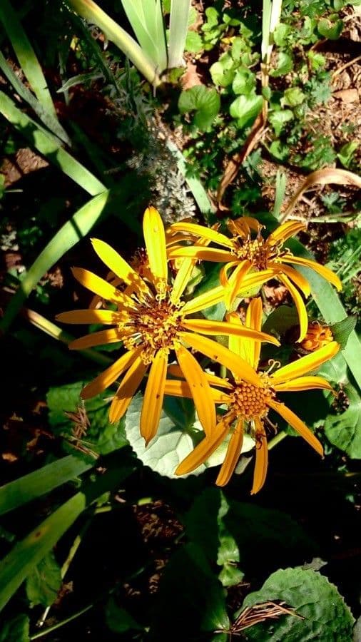 Ligularia dentata 7