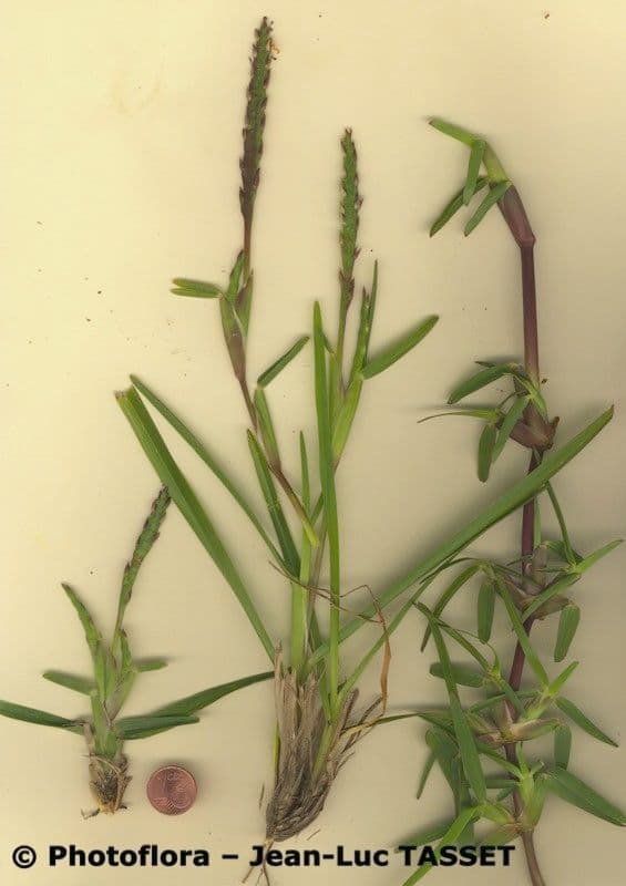 Erba pimento 13