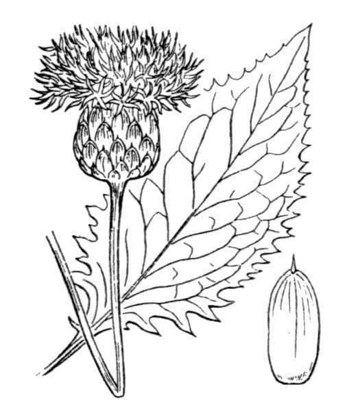 Klasea lycofolia 20