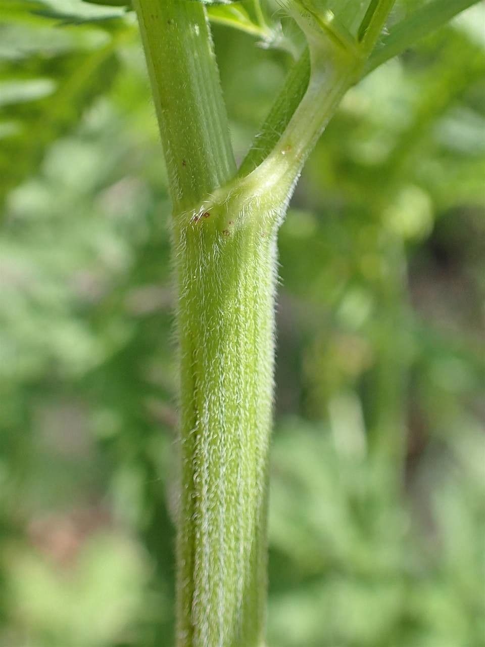 Cerfoglio dorato 22