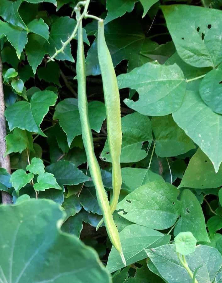 Runner bean