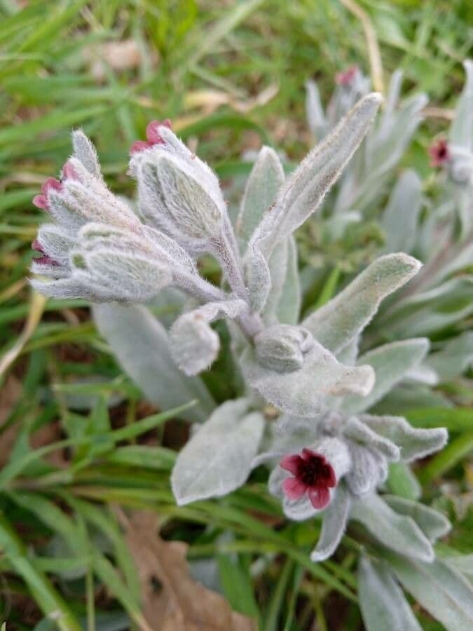 Cynoglossum dioscoridis 16
