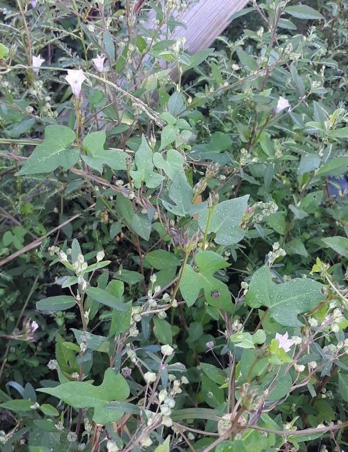 Ipomoea triloba 11