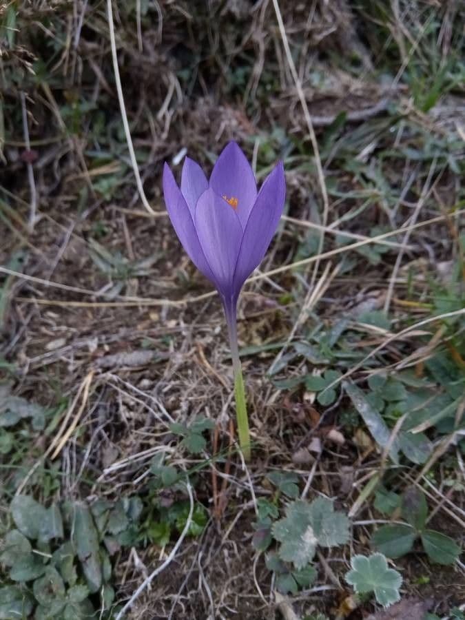 Krokus 9