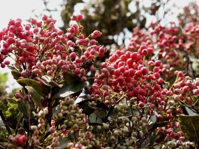 Syzygium 9
