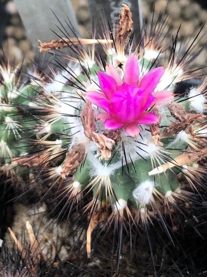 Turbinicarpus